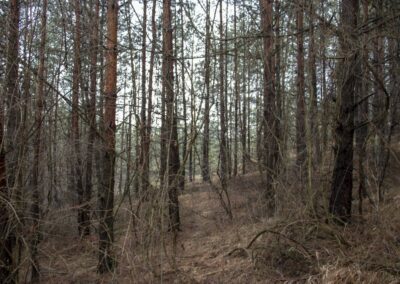 Šumska staza kroz bijele borove