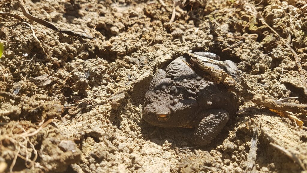 Krastača Bufo bufo pronađena ispod gume, nakon što ljeti presuše bare