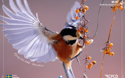 „Pjevaj, leti, lebdi – kao ptica“