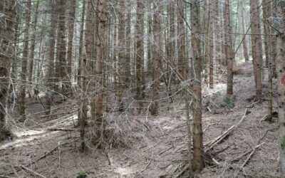 Javna rasprava o novim izmjenama Zakona o šumama KS