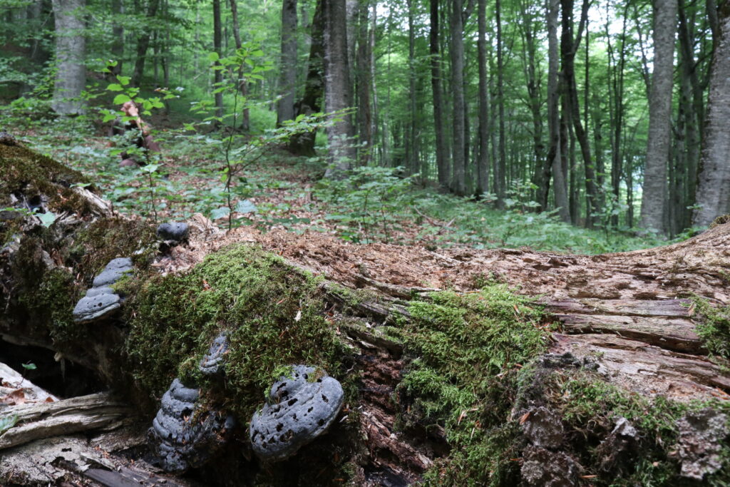 Prašuma Perućica: Stara je oko 20.000 godina, a strogo je zabranjen ulazak u prašumu bez iskusnih vodiča Nacionalnog parka Sutjeska, jer se u gustini njene vegetacije veoma lako izgubiti. Autor: Emir Delić