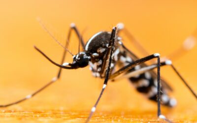 AEDES ALBOPICTUS: Opasni azijski tigrasti komarac