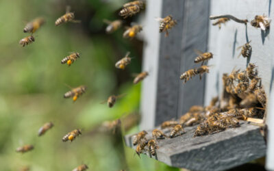 Loša kontrola provedenih edukacija rukovanja pesticidima zabrinjava pčelare