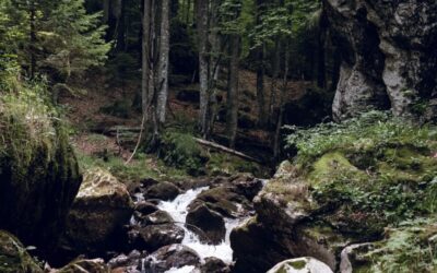 Zajedničkim snagama uredimo sektor šumarstva u Bosni i Hercegovini: Čuvajmo šume, jer one čuvaju nas