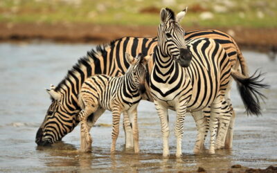 31.1. Međunarodni dan zebri – Pruge nikada ne izlaze iz mode