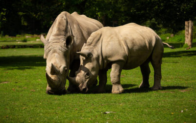 Pionirski skok u očuvanju nosoroga: unapređenje reproduktivnih tehnologija