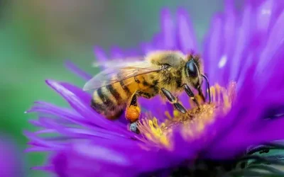 Simbioza pčela i poljoprivrede: Koliko su pčele važne za oprašivanje usjeva