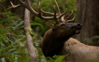 22. maj – Međunarodni dan biodiverziteta